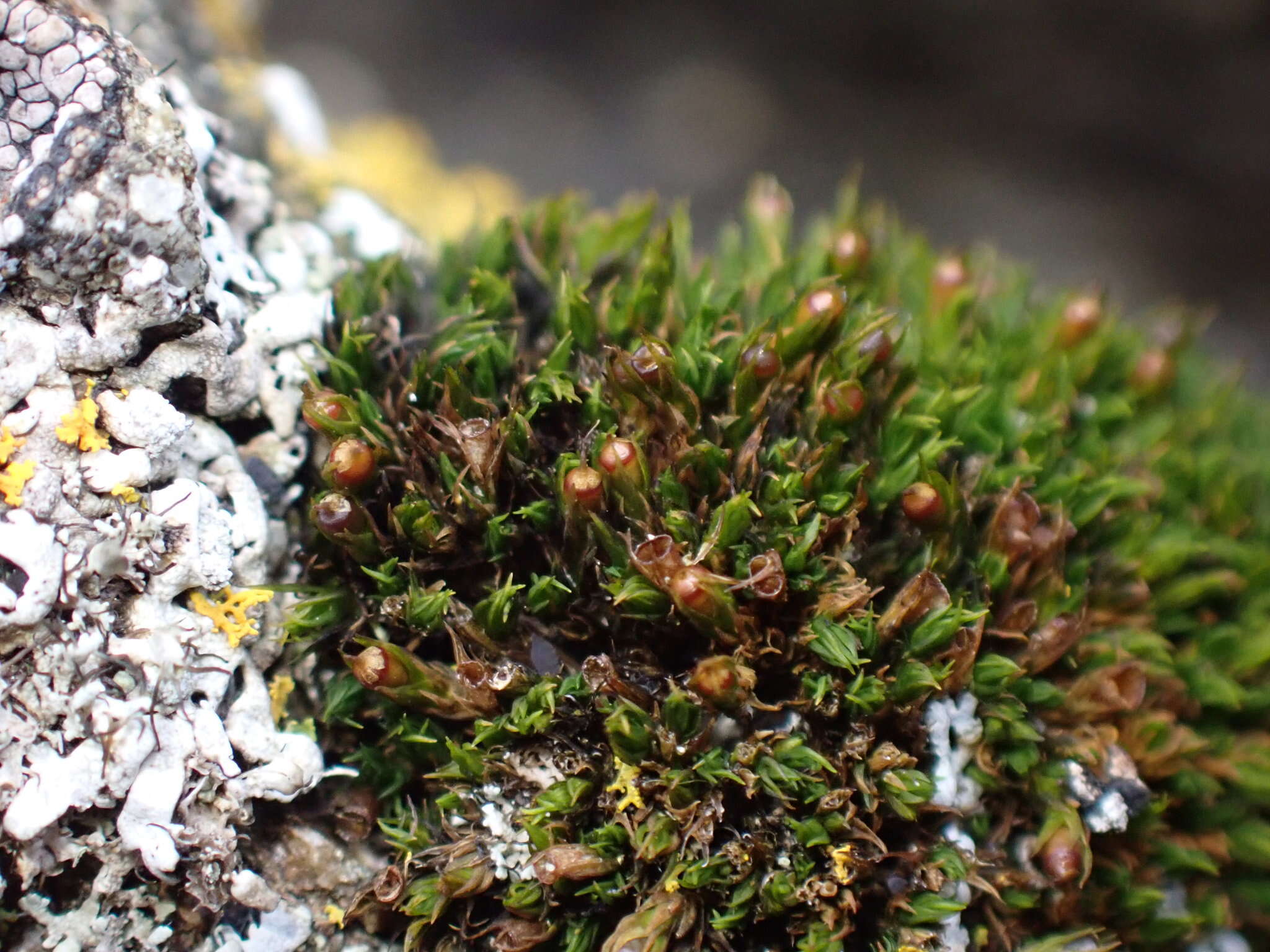 Image of seaside schistidium moss