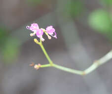 Imagem de Commicarpus tuberosus (Lam.) Standl.