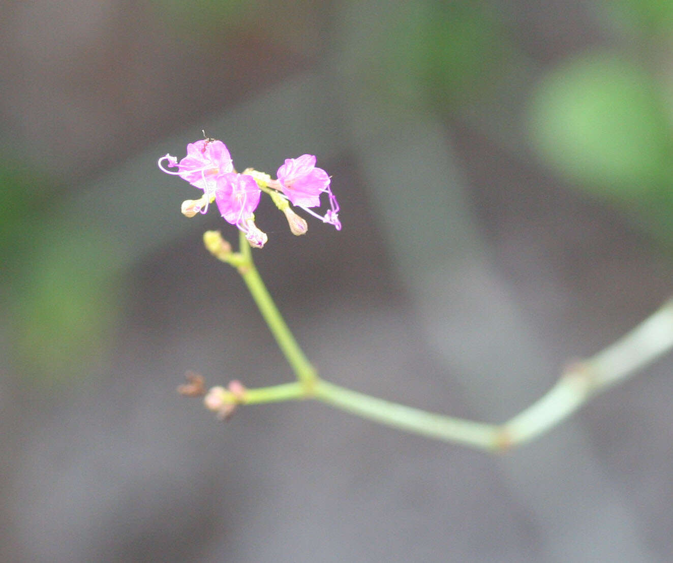 Imagem de Commicarpus tuberosus (Lam.) Standl.