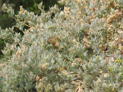 Image of Maximowicz's saltbush