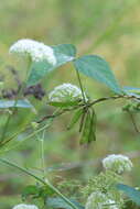 Image of Glycine max subsp. soja (Siebold & Zucc.) H. Ohashi