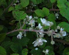 Image of Rubus anisacanthos G. Braun