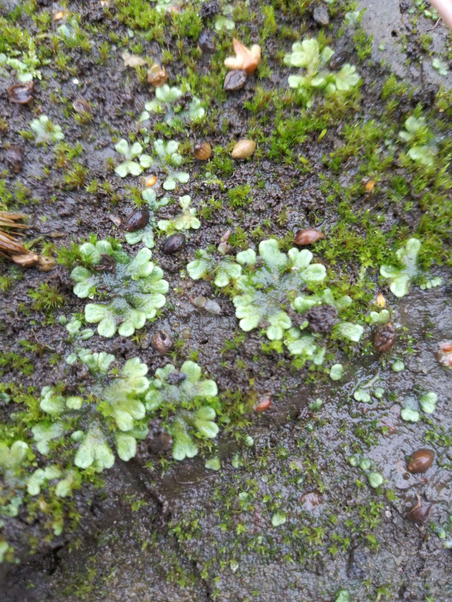 Image of Riccia glauca L.