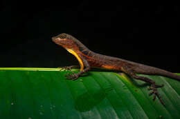 Image of Big-scaled Anole