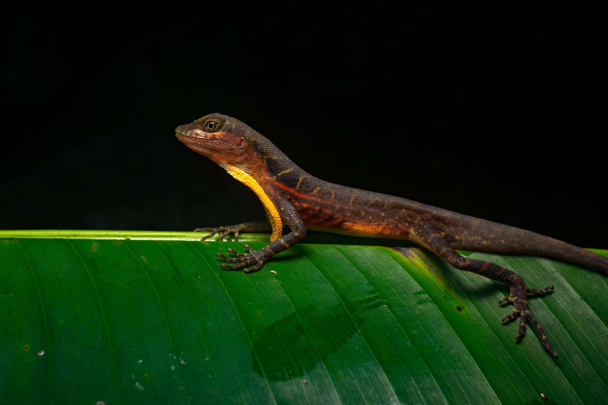 Image of Big-scaled Anole