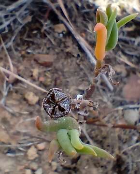 Image of Delosperma neethlingiae (L. Bol.) Schwant.