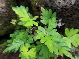 Image of triangleleaf lipfern