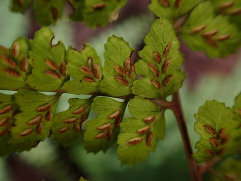 Image of Athyrium delavayi Christ