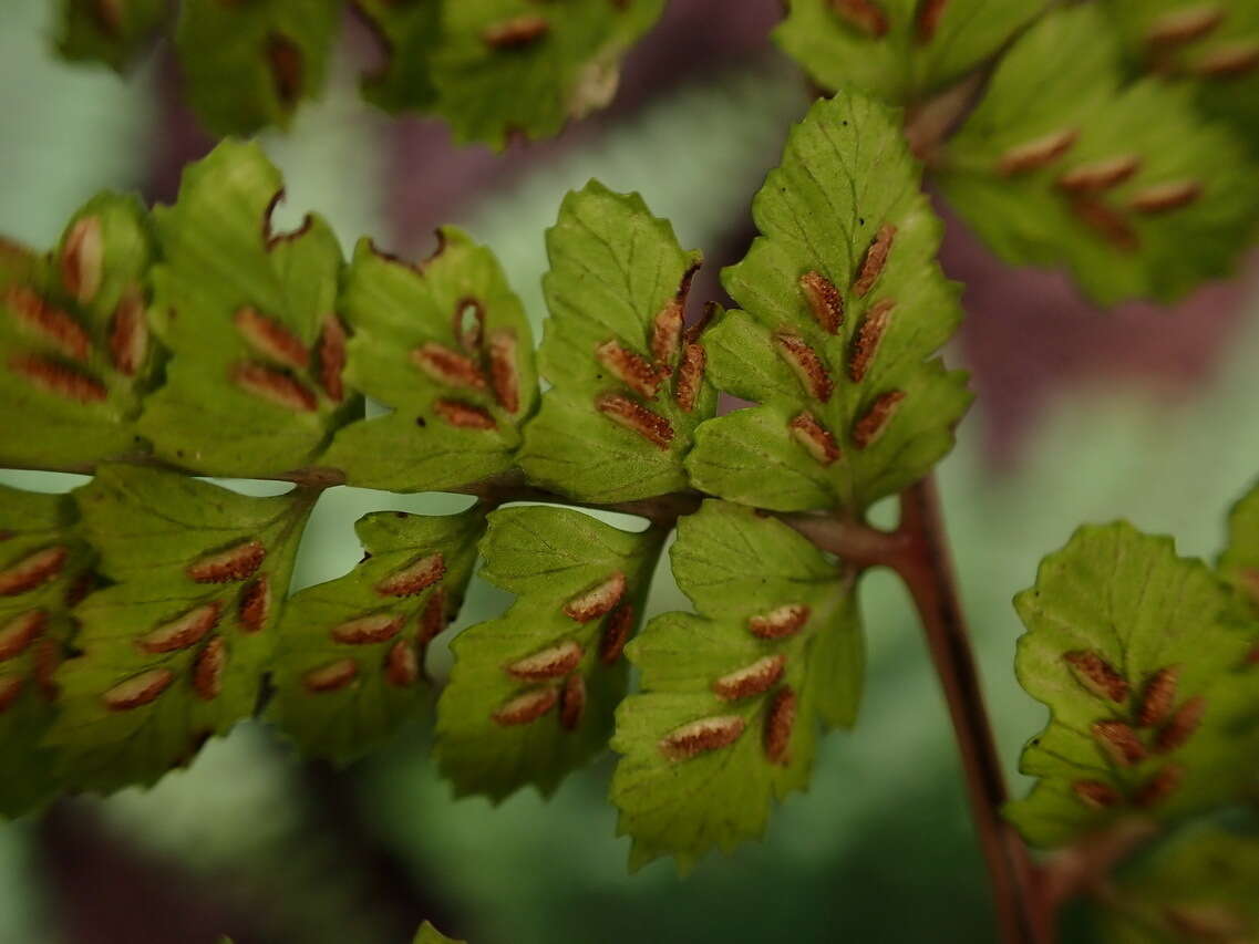 Sivun Athyrium delavayi Christ kuva