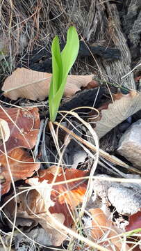 Image of Agave bulliana (Baker) Thiede & Eggli