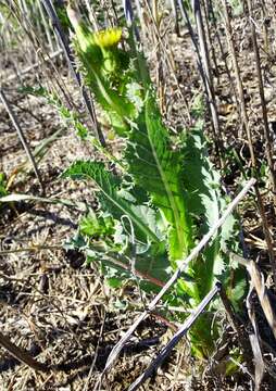 Слика од Sonchus asper (L.) Hill