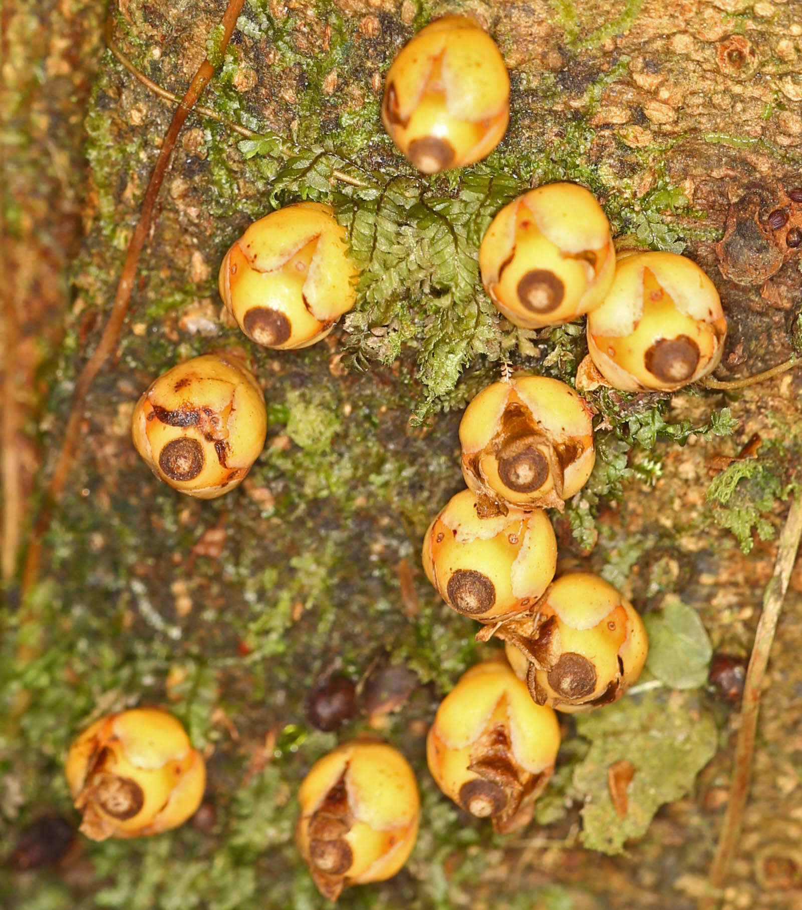 Image of Apodanthes caseariae Poit.