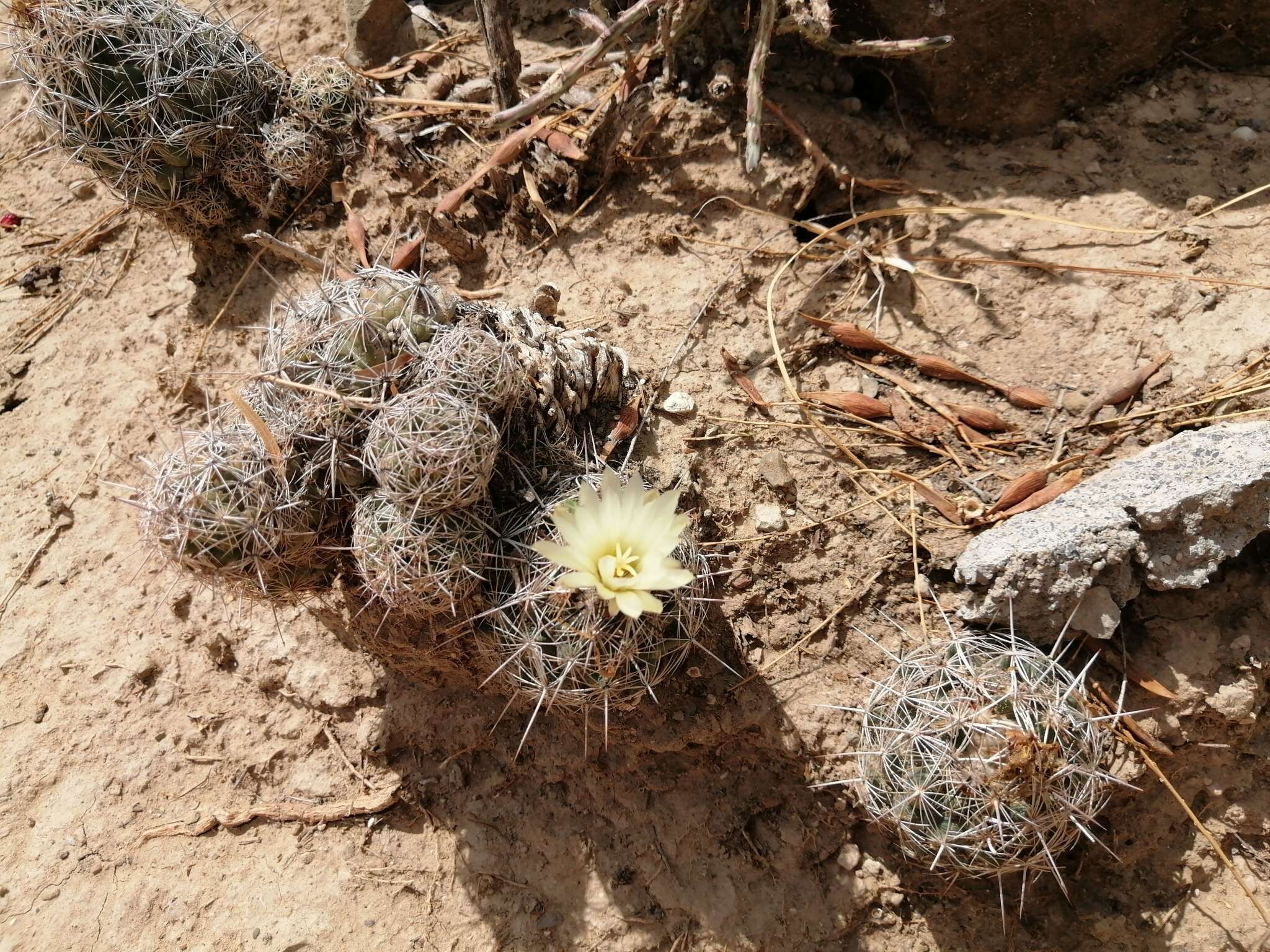Image of Nickels' cactus