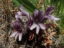 Imagem de Aphyllon californicum subsp. californicum