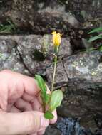 Image of Taraxacum glabrum DC.