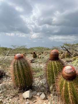 Imagem de Melocactus intortus subsp. domingensis Areces