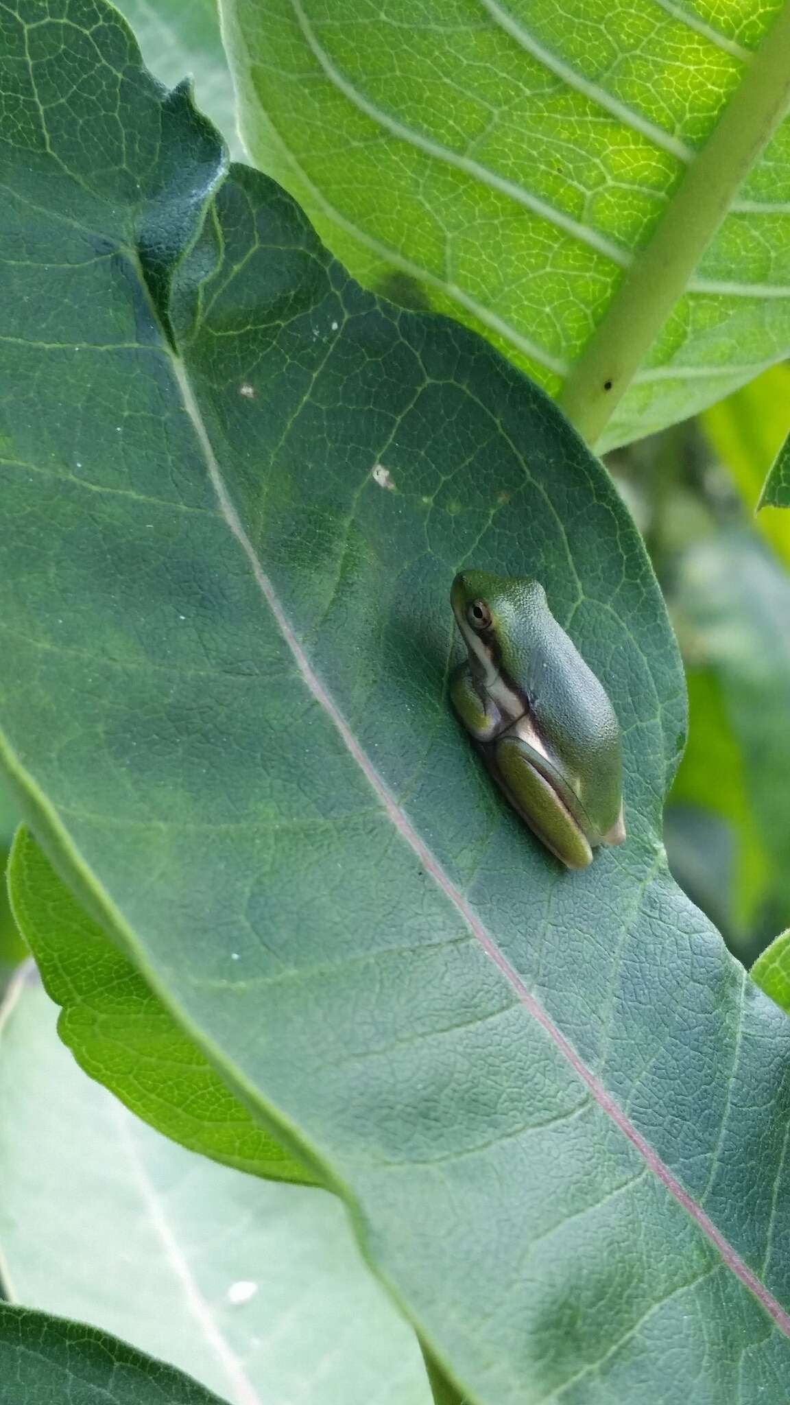 Image of American Green Treefrog