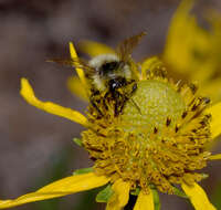 صورة Bombus cockerelli Franklin 1913