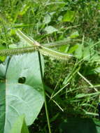 Image of Durban crowfoot grass