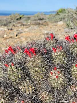 Image of Mammillaria pondii Greene