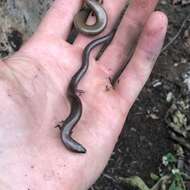 Image of Fine-spotted Mulch-skink