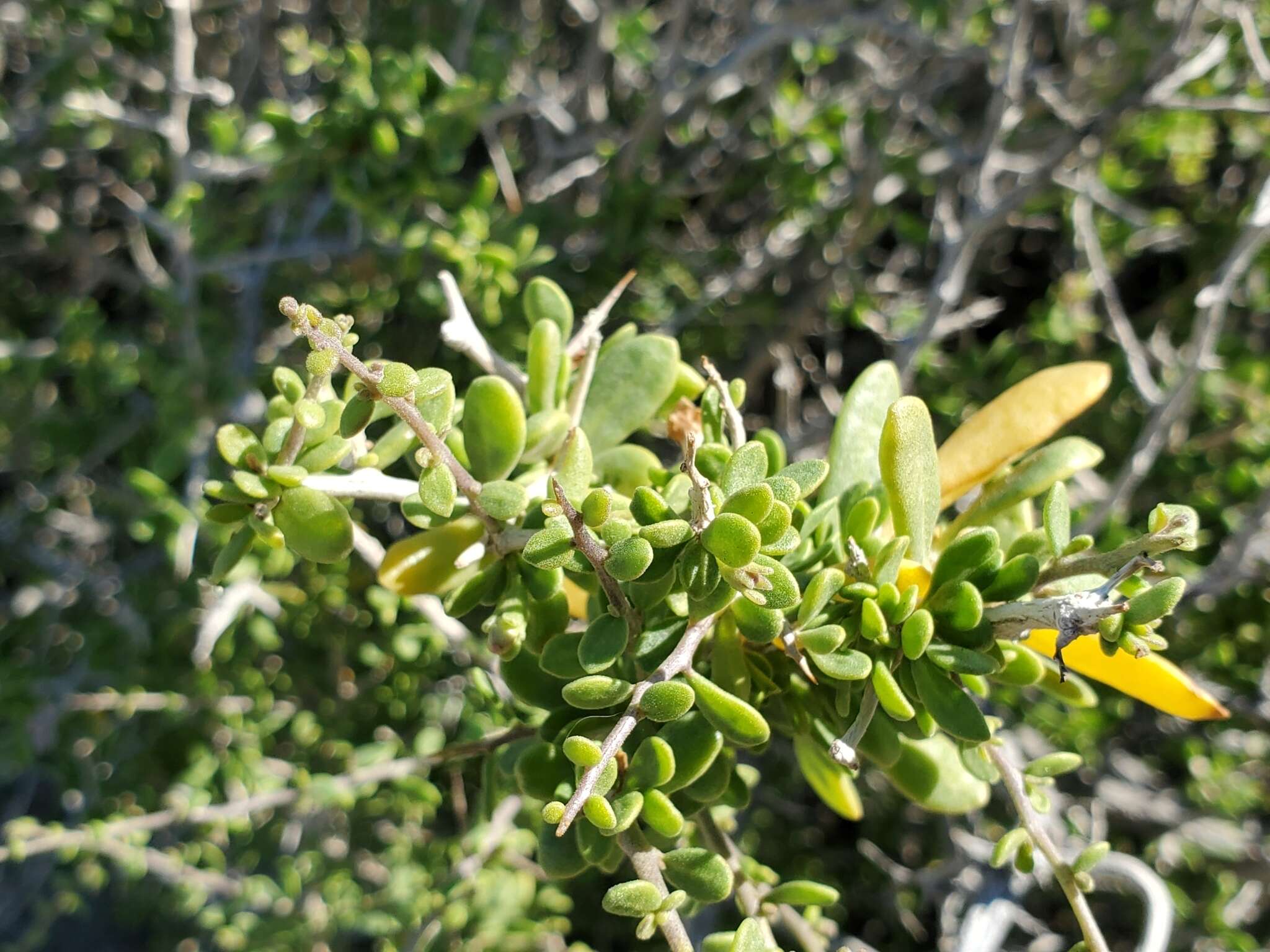 Image de Lycium brevipes var. brevipes