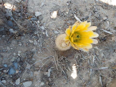 Image of Echinocereus dasyacanthus subsp. dasyacanthus