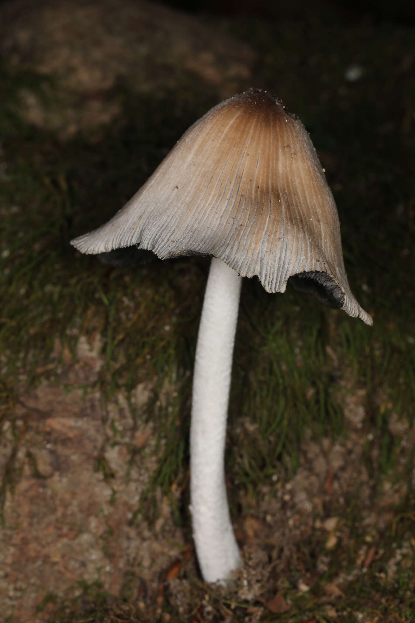 Imagem de Coprinopsis insignis (Peck) Redhead, Vilgalys & Moncalvo 2001