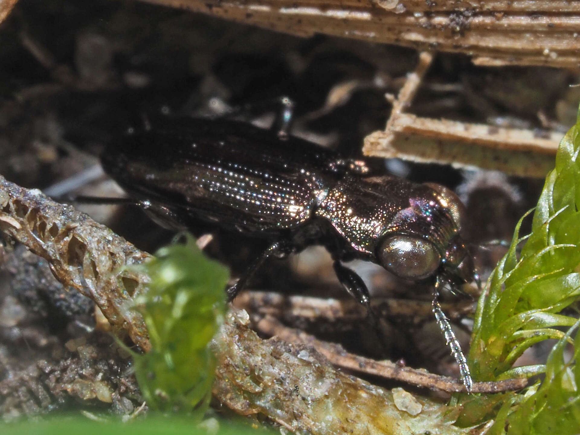 Image of Notiophilus aquaticus (Linnaeus 1758)