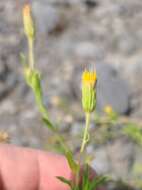 Image of Oregon False Golden-Aster