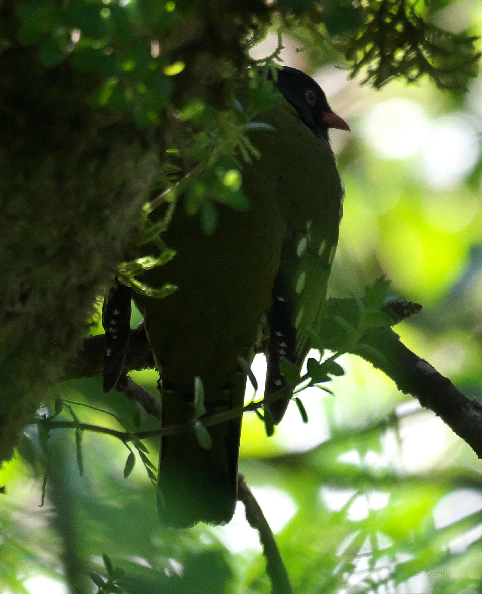 Image de Cotinga barré