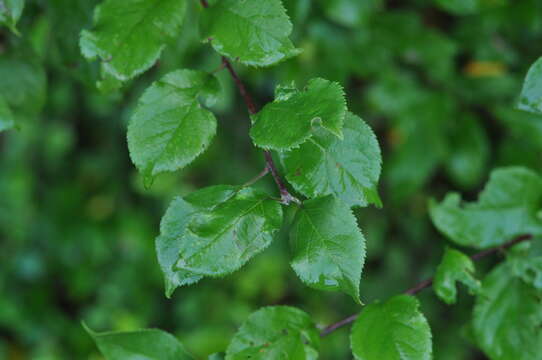 Image of European plum