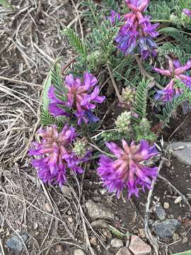 Imagem de Astragalus hallii A. Gray