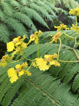 Image of Trichocentrum cavendishianum (Bateman) M. W. Chase & N. H. Williams