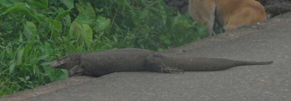 Image of Bengal Monitor Lizard