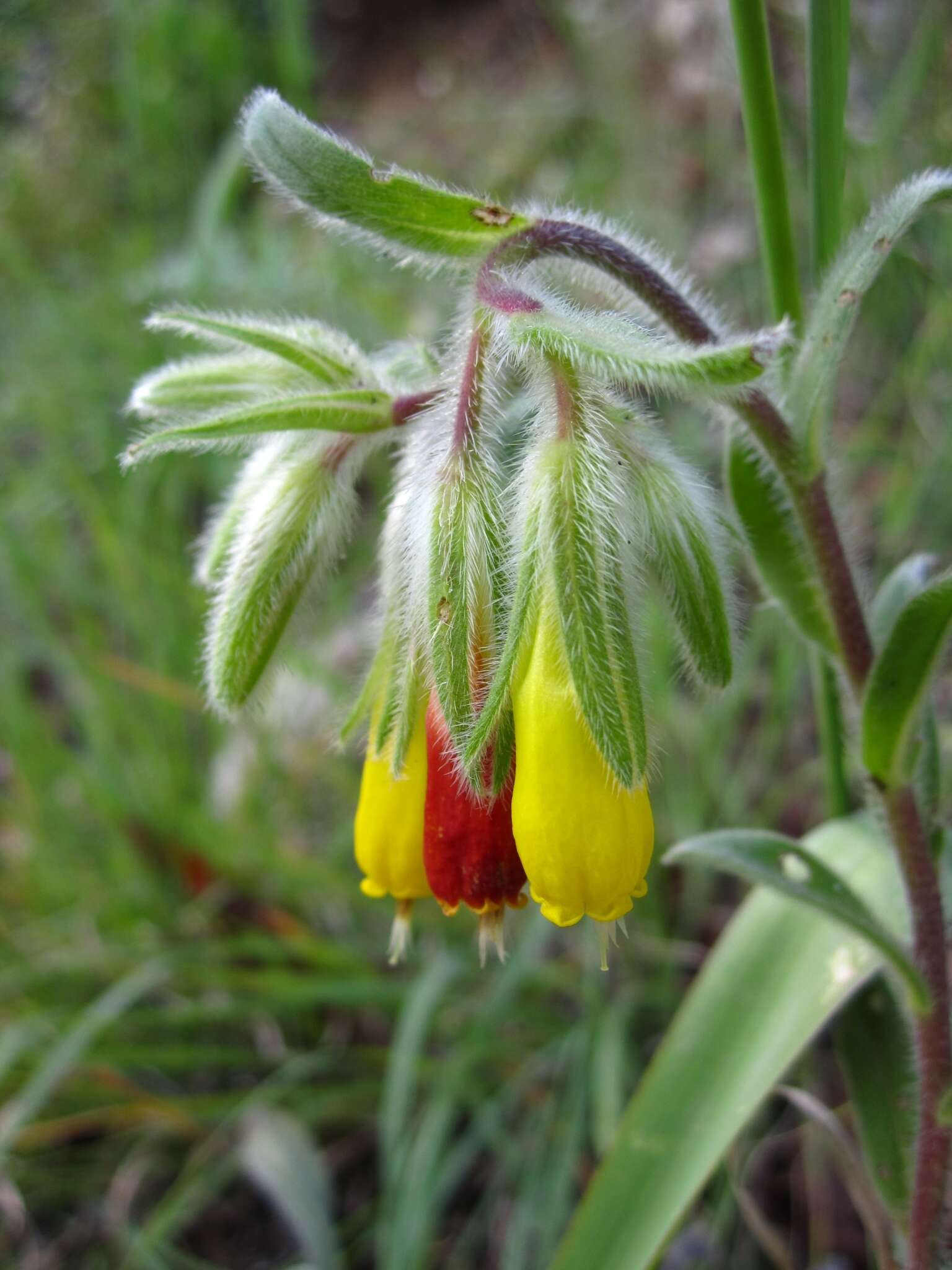 Imagem de Onosma frutescens Lam.