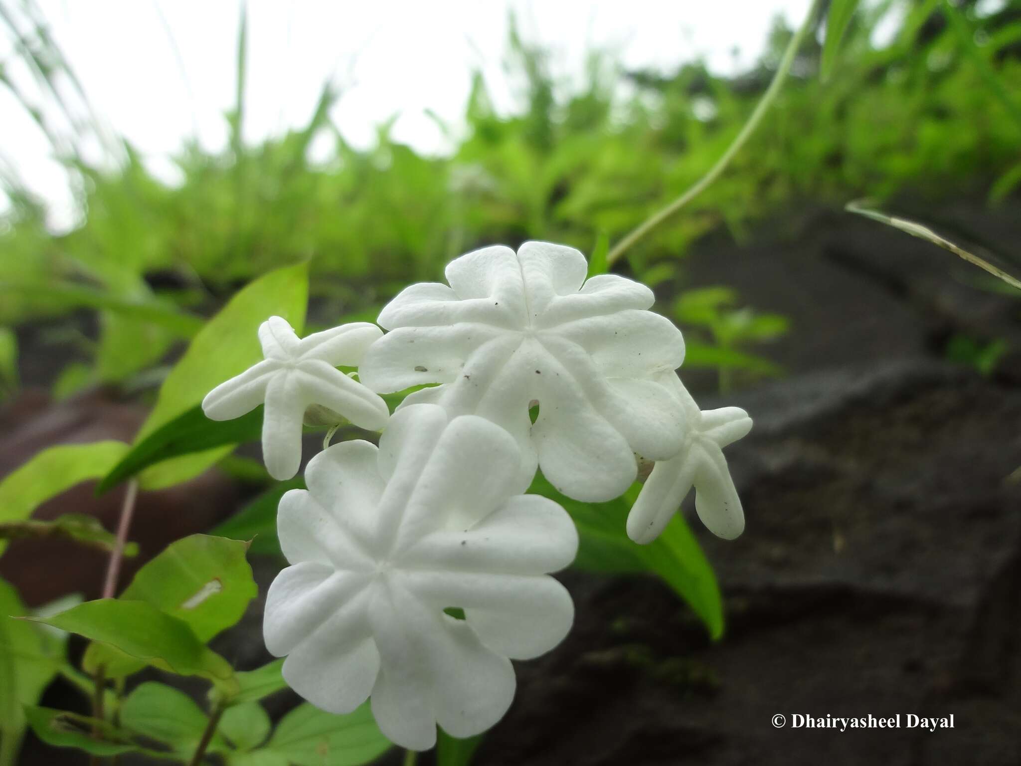 Image de Ceropegia santapaui Wadhwa & Ansari