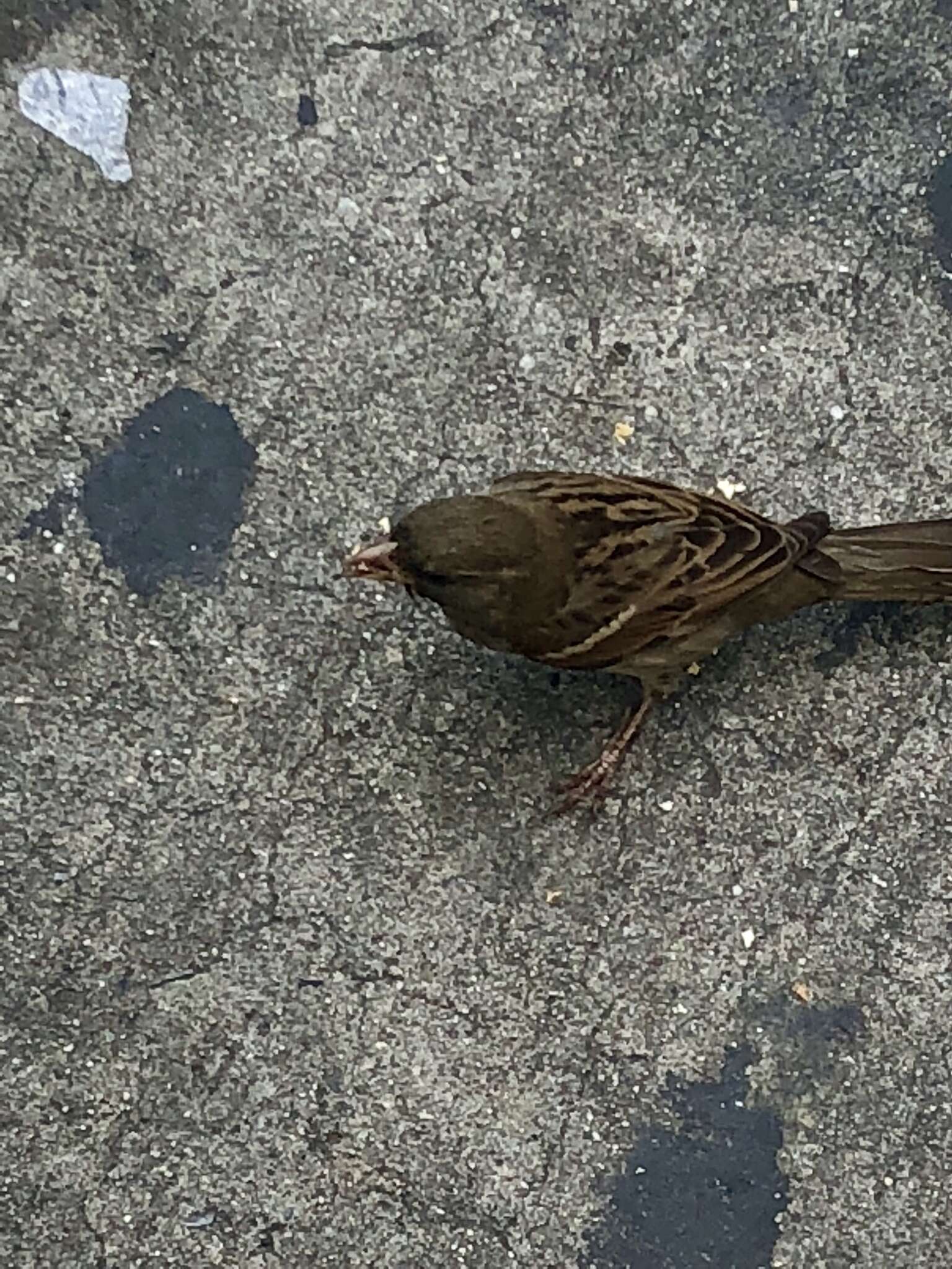 Image of Passer domesticus domesticus (Linnaeus 1758)