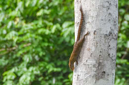 Heliosciurus punctatus (Temminck 1853) resmi