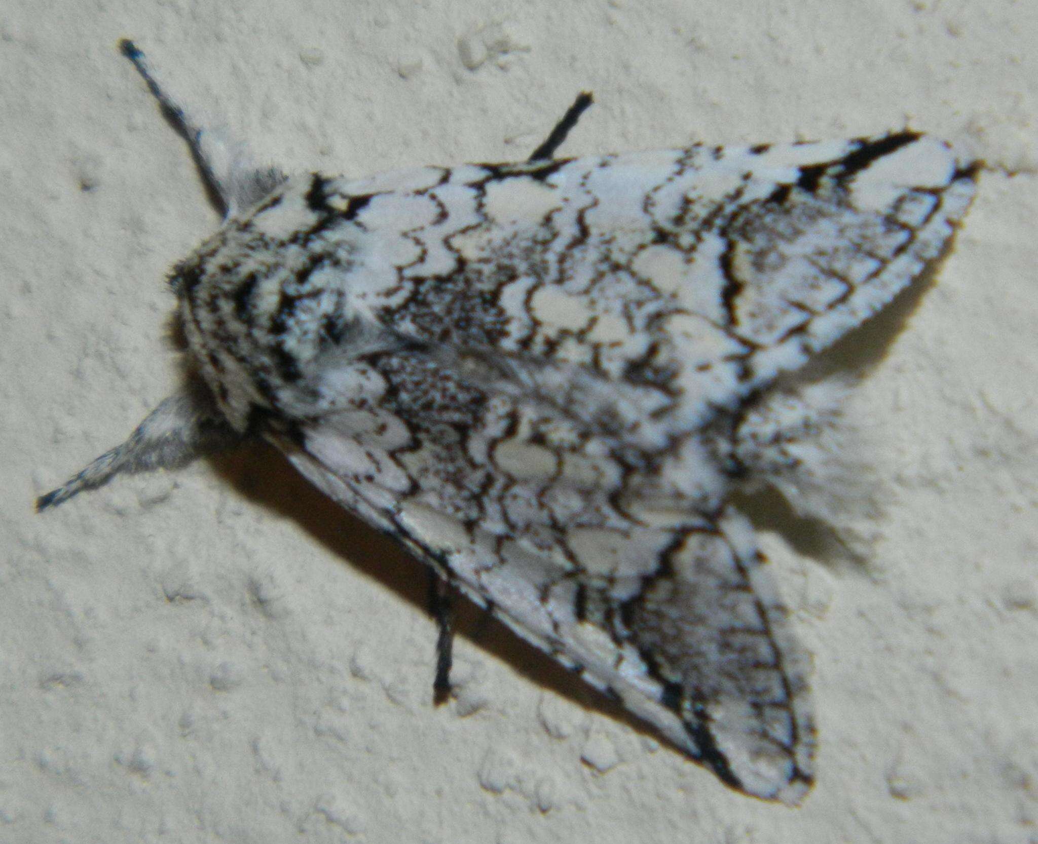 Image of Pseudorethona