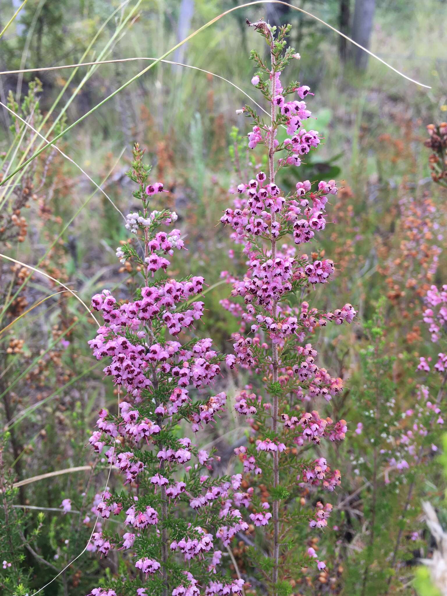 Image of hairy grey heather