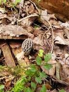 Image of Morchella diminutiva M. Kuo, Dewsbury, Moncalvo & S. L. Stephenson 2013