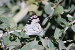 Image of Pine White