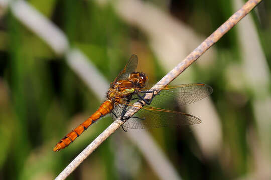 Слика од Sympetrum villosum Ris 1911