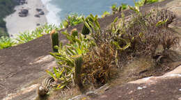 Image of <i>Rhipsalis triangularis</i>