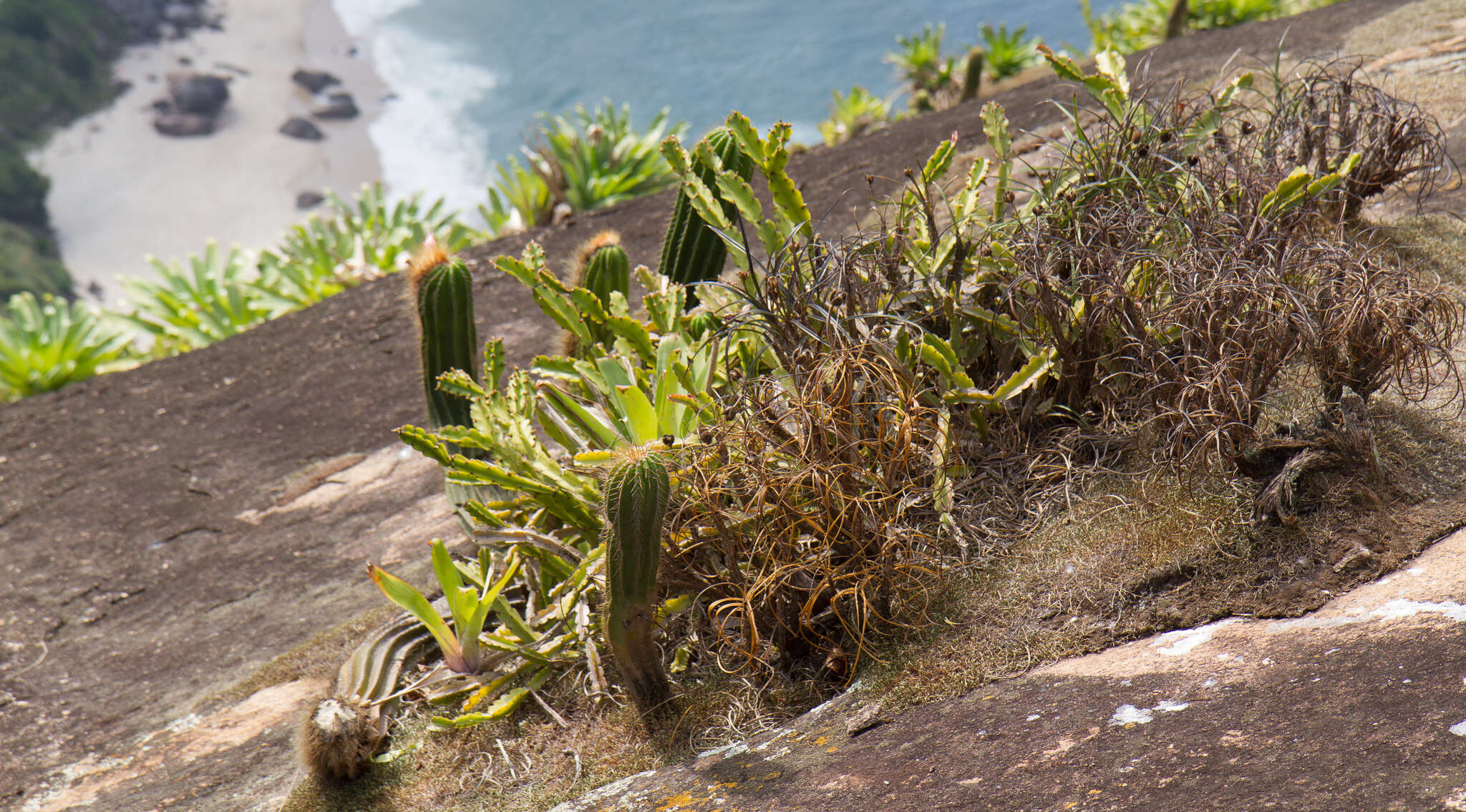 Image of <i>Rhipsalis triangularis</i>