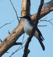 Image of Restless Flycatcher