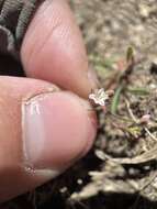 Image of spurry buckwheat