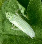 Image of Pagaronia tredecimpunctata Ball 1902