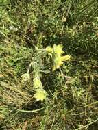 Image de Silphium mohrii Small